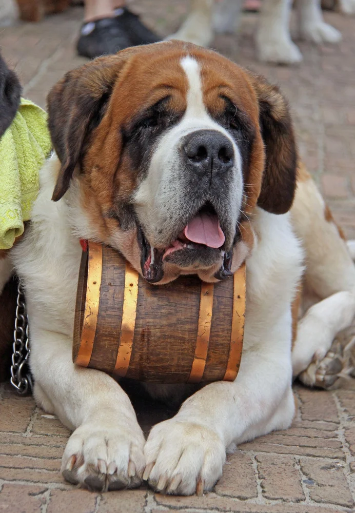 St-Bernardusfeesten in Nieuwpoort