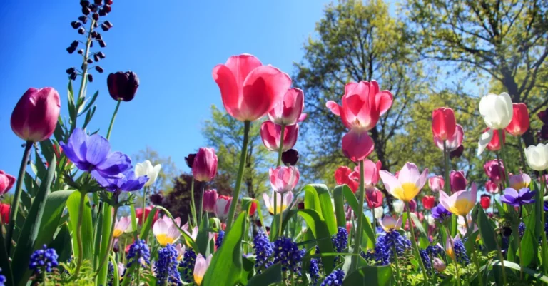 Landesgartenschau Neuss 2026 met boottocht op de Rijn