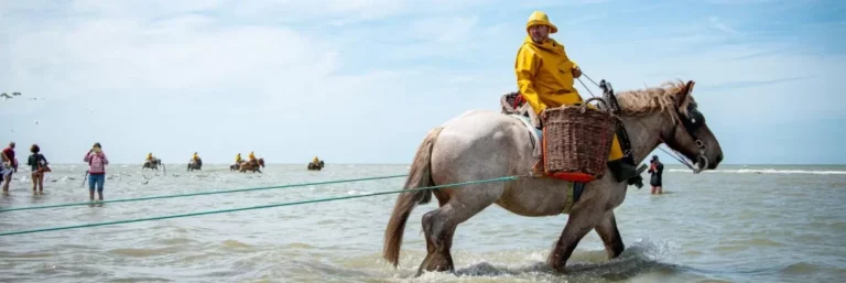 75ste Garnaalfeesten Oostduinkerke – 3 cars