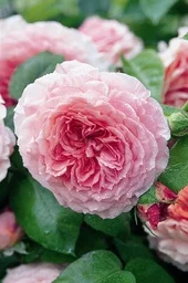 Baliehof en rozenkwekerij Lens