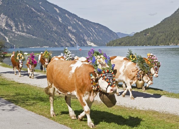 7 Dagen Almabtrieb Kirchberg